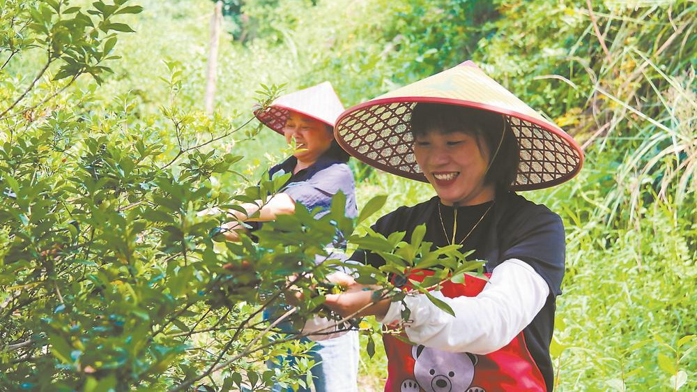黄栀子挂满枝头