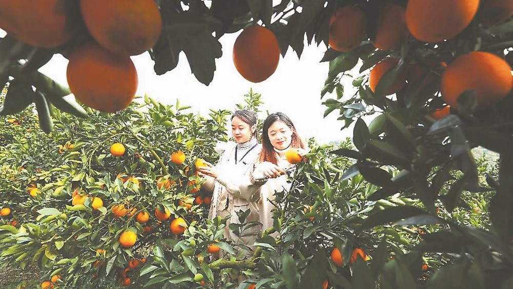 第七届寿橙丰收节暨助农直播带货大赛