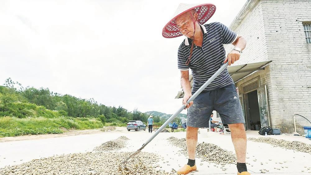 南安夏花生喜获丰收
