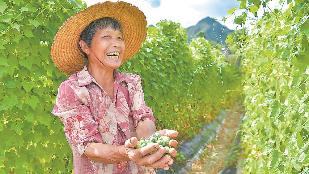 “拇指西瓜”迎丰收
