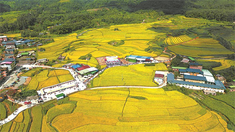 千亩稻田好“丰”景