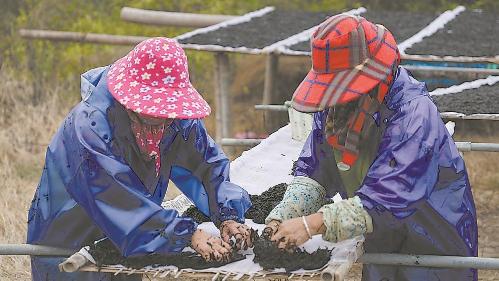 头水紫菜收晒忙