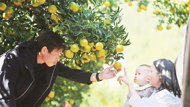 走进森林摘芦柑