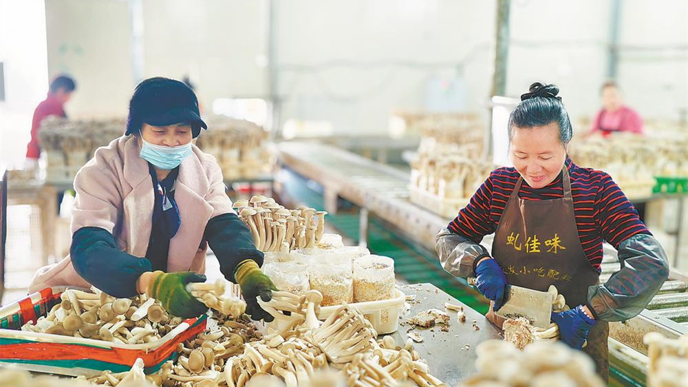 鹿茸菇迎来销售旺季