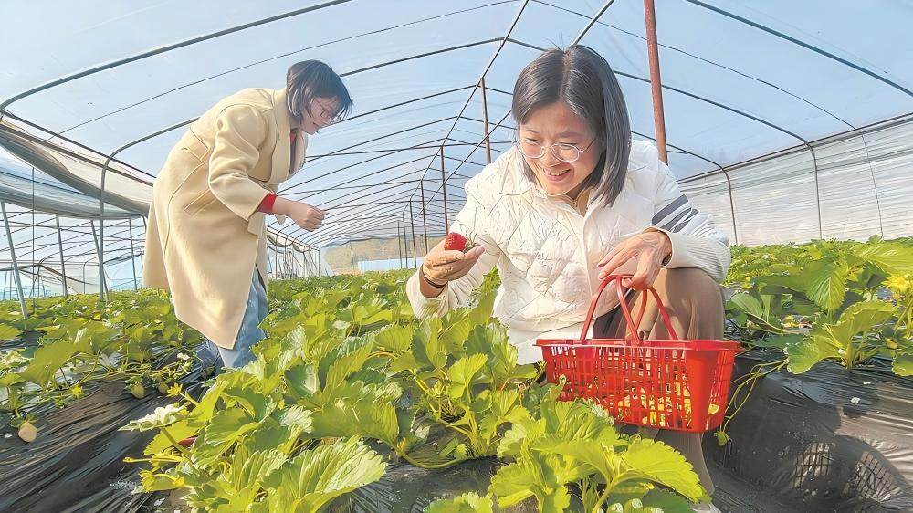 打造“农业+古镇游”系列文旅融合体验项目