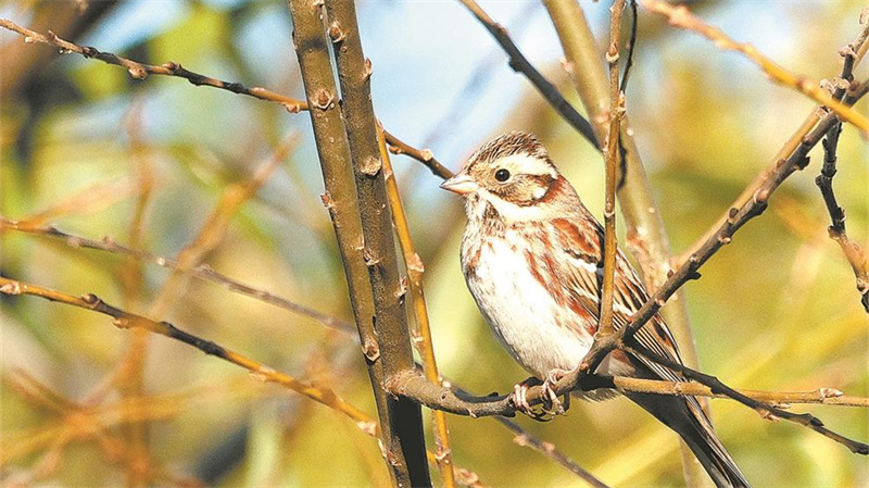 天宝岩保护区频现罕见冬候鸟