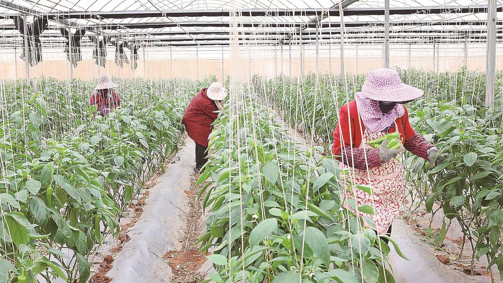 千亩尖椒迎丰收