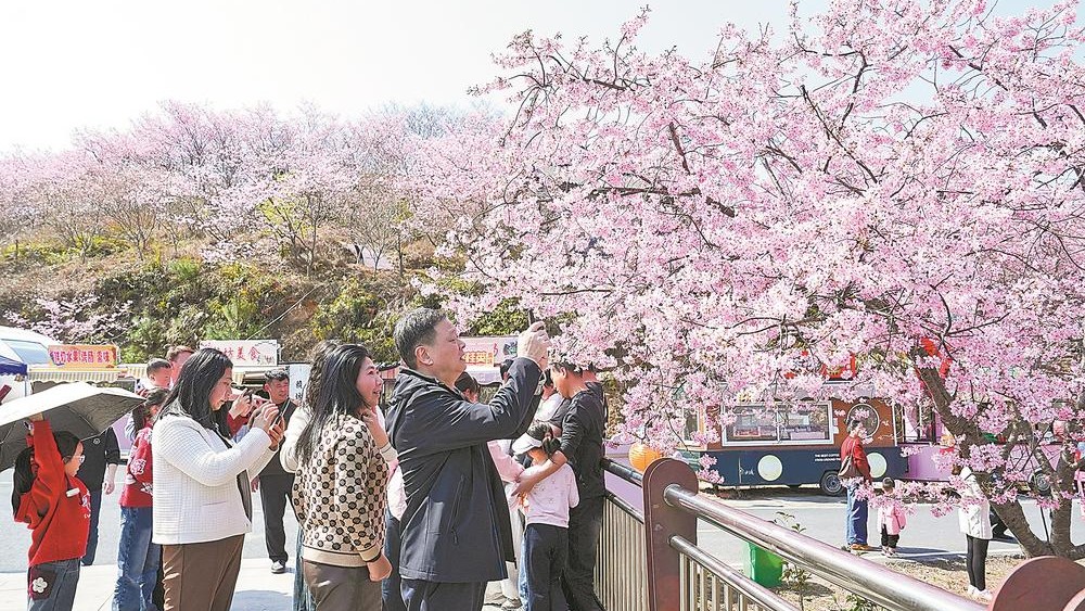 千亩樱花迎客来