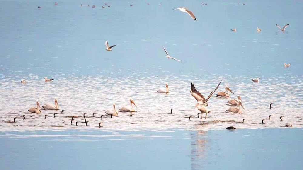 福州罗源湾来了一群国家一级保护鸟类卷羽鹈鹕