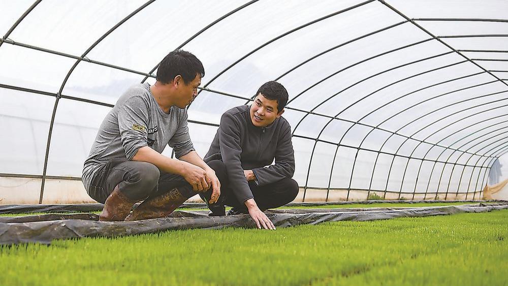 交流秧苗管护要点