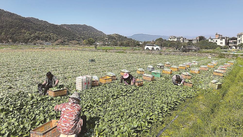 闽侯县南通镇瓜山村蔬菜基地