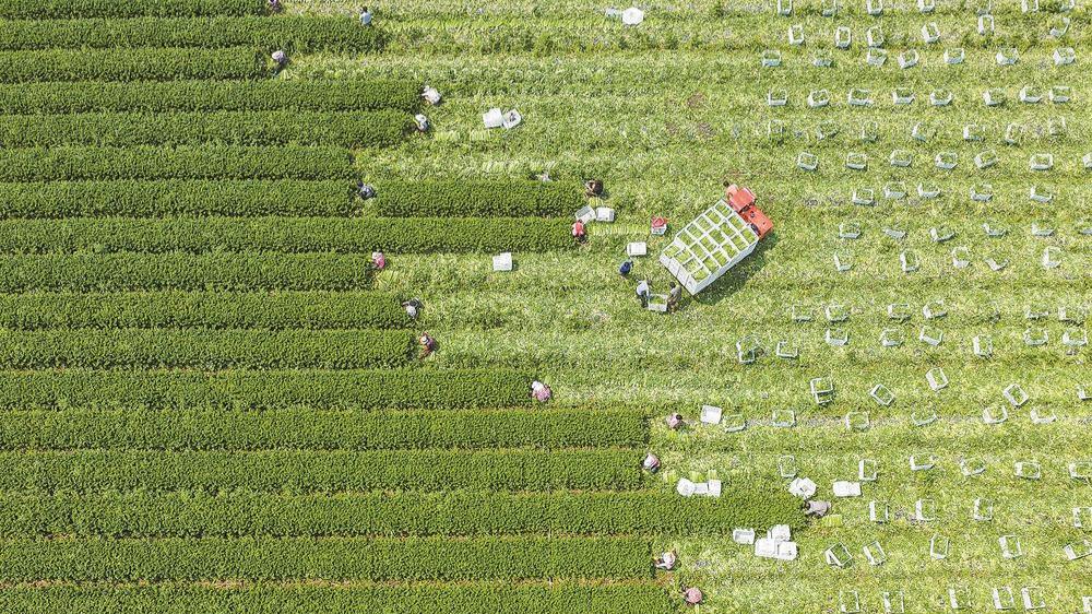 福清市江镜镇城坂村迎来西芹采收季