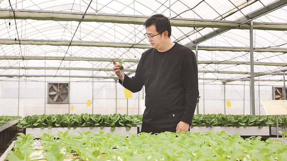 水培蔬菜种植技术取得大突破