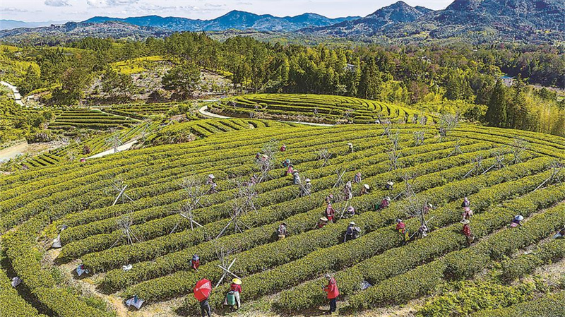 永泰：明前茶飘香