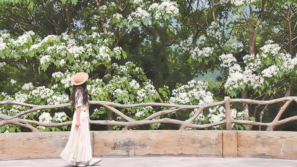 恰是桐花烂漫时