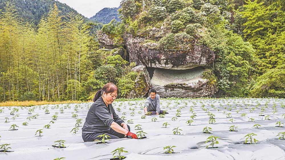 政和高山蔬菜迎产销旺季