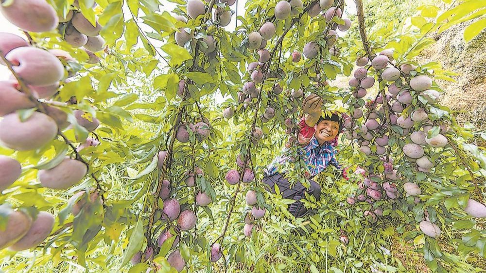 芙蓉李丰收