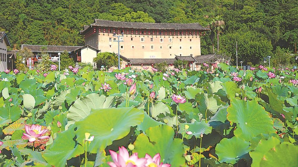 南靖土楼群畔的荷花迎来了盛放期